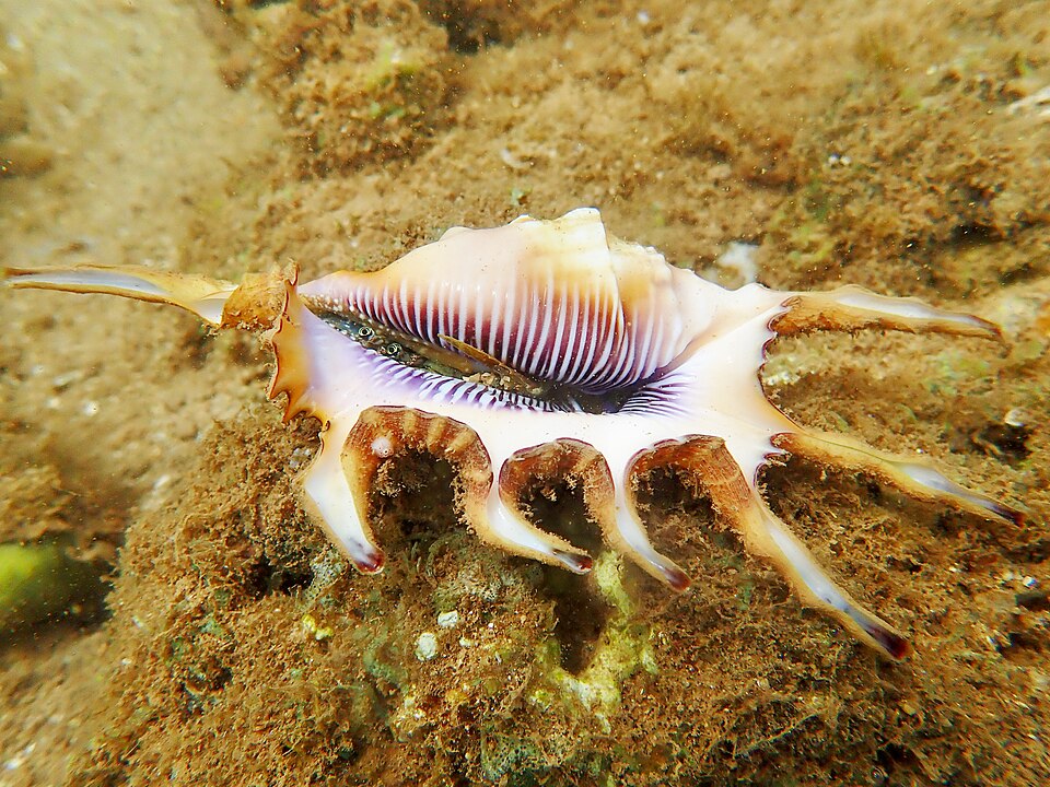 File:Lambis scorpius.jpg