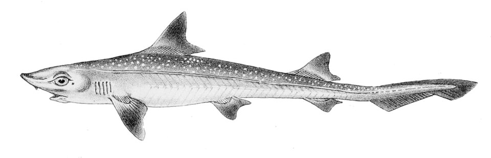File:Mustelus mustelus1.jpg