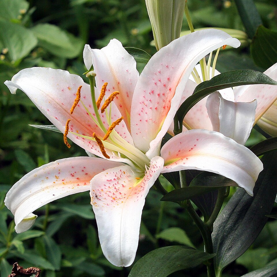File:Oriental hybrid1 (cropped).jpg