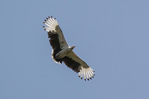 Palm nut vulture Gypohierax angolensis Uganda