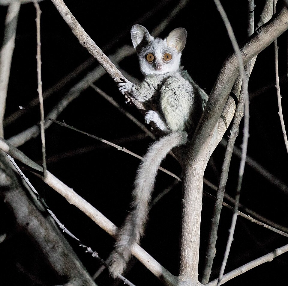 File:The Mohol bushbaby (Galago moholi), crop.jpg