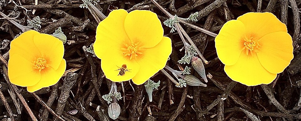 File:Three late-seasom poppies (41645205590).jpg