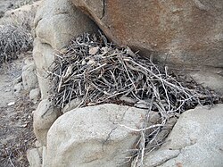 Sticks and dried vegetation fill a rock crevice along its contours in an oblong shape
