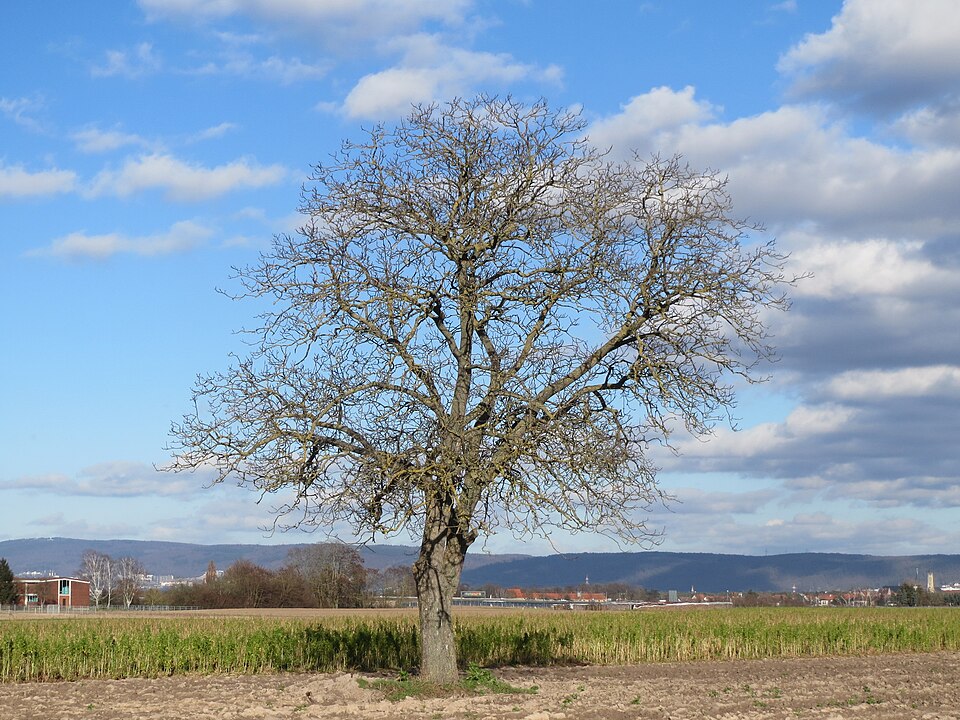 File:20140212Juglans regia Walldorf1.jpg