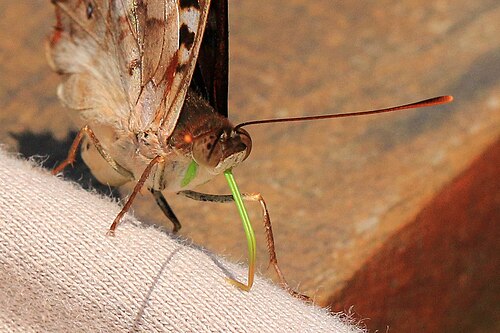 Agathina emperor Doxocopa agathina Brazil