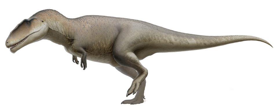 File:Carcharodontosaurus.png