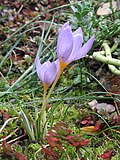 Crocus longiflorus
