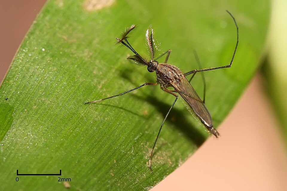 File:Culex sp..jpg
