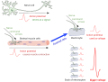 Thumbnail for version as of 13:50, 28 May 2025
