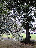 Duncan Place birch-leaved elm, foliage