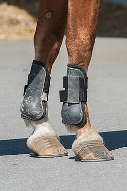 Tendon boots on front legs