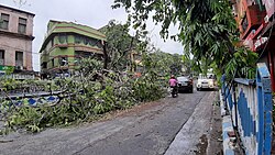 A downed tree along the side of a Kolkata street
