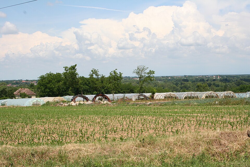 File:Kujavica021.jpg