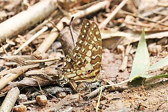 Mature, undersideBobiri Forest