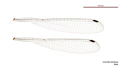 Male wings