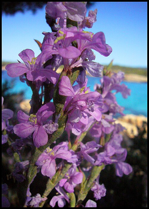 File:Limoniastrum monopetalum (748324786).jpg