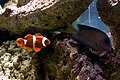 Thumbnail for version as of 05:26, 19 March 2012