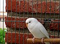 Albino hen