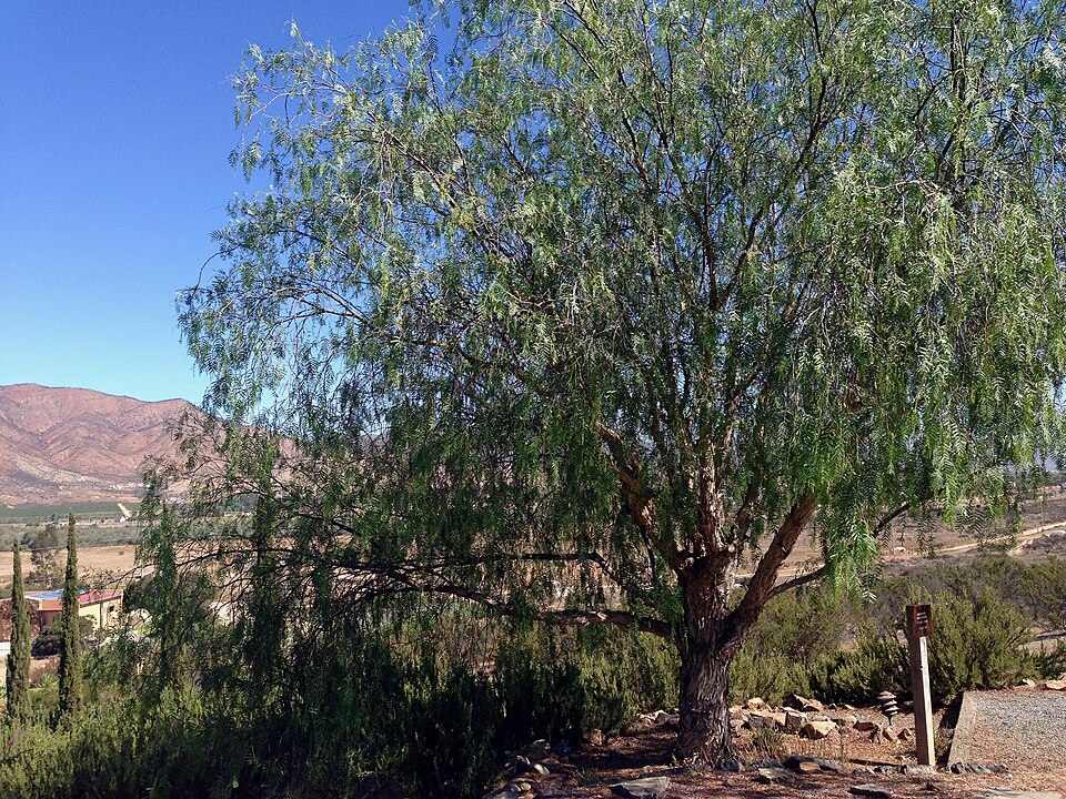 File:Pepper Tree Valle de Guadalupe.jpg