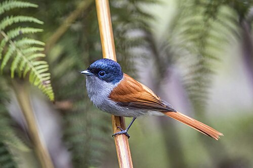 Réunion paradise flycatcher Terpsiphone bourbonnensis ♂ Réunion