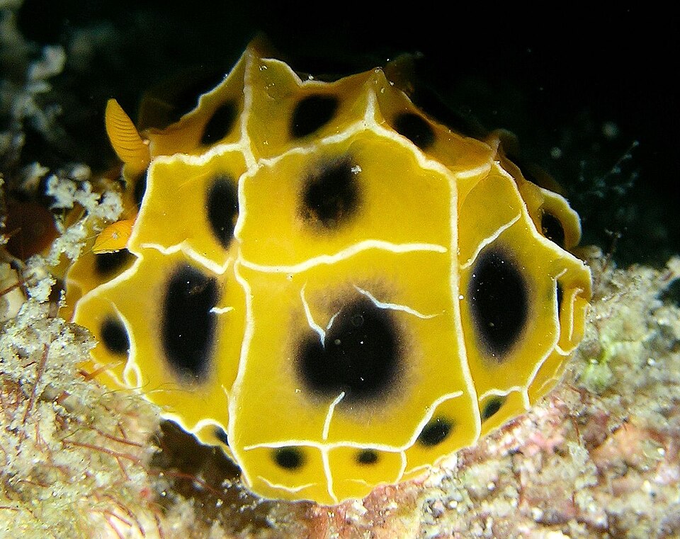 File:Reticulidia suzanneae 2.jpg