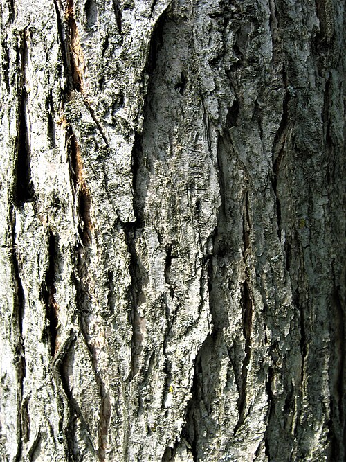 File:Ulmus TRIUMPH bark.jpg