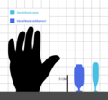 Size chart of Vaveliksia velikanovi and Vaveliksia vana.