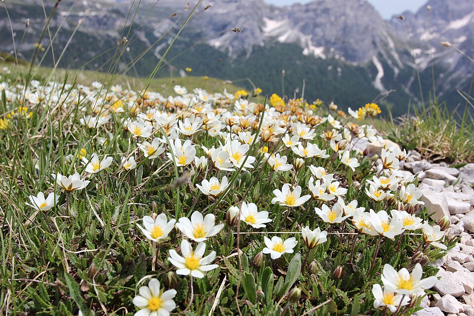 File:Weiße Silberwurz (Dryas octopetala) 2.jpg