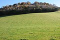 A grassy hill topped by an autumnal wood of various trees.
