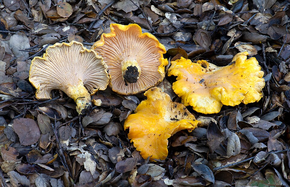 File:Cantharellus californicus Oakland.jpg