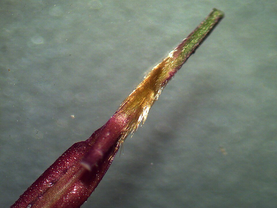 File:Chrysopogon filipes callus (6914259711).jpg