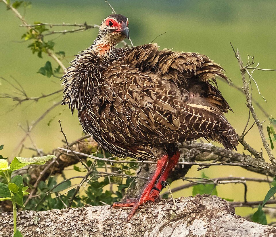 File:Clapperton's Francolin (50487788432) (cropped).jpg