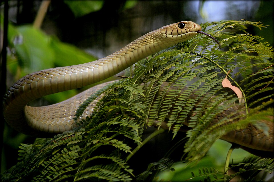 File:Common India Rat Snake.jpg
