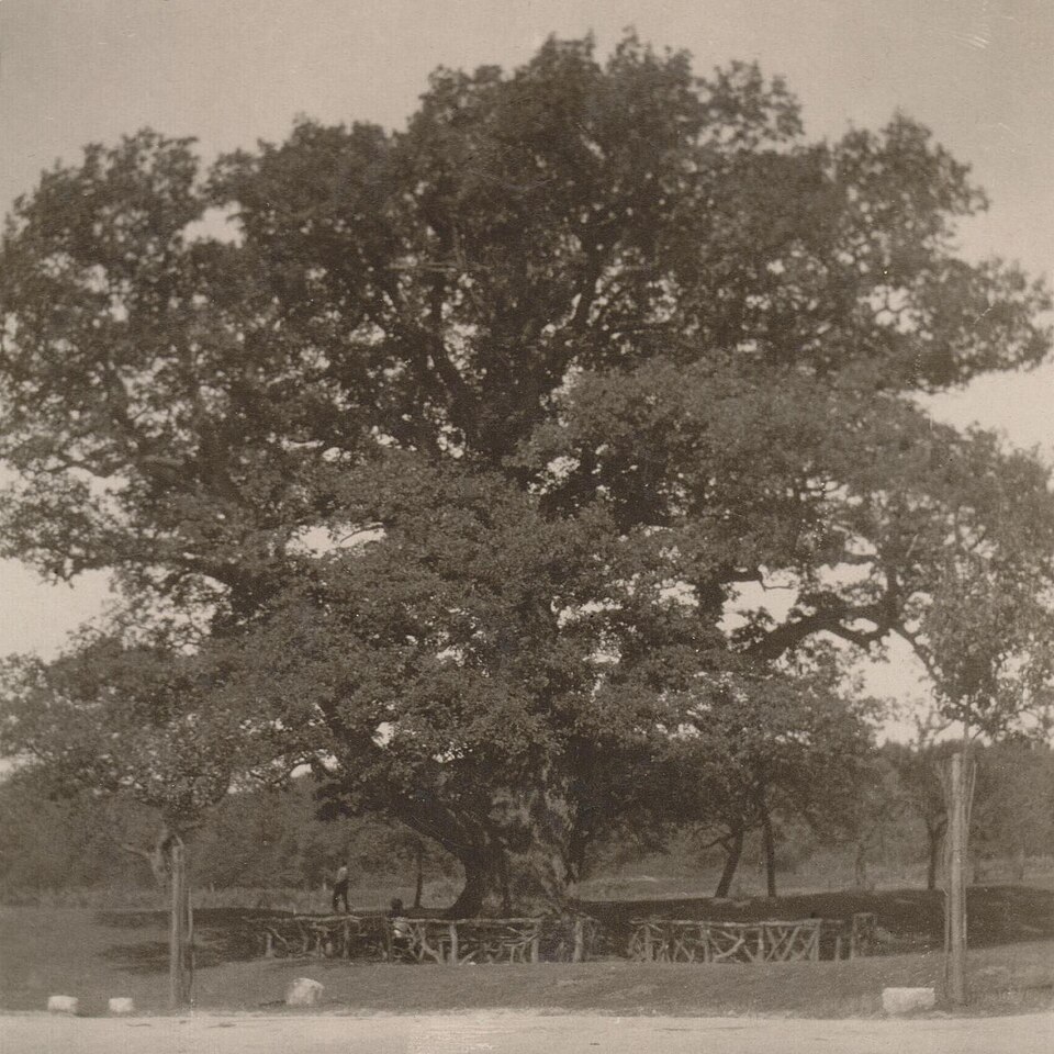 File:Eiche 1907 Volkenroda.jpg