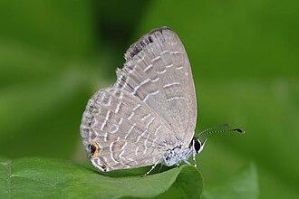 Fijian blue Jamides candrena Fiji