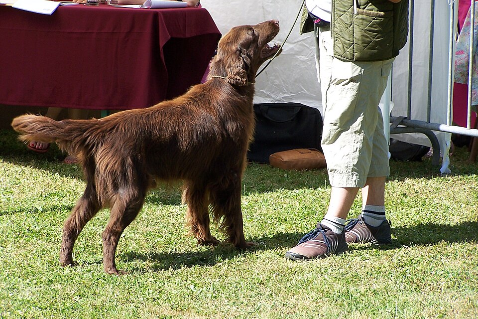 File:Flat-Coated Retriever brown.jpg