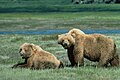 A grizzly bear.