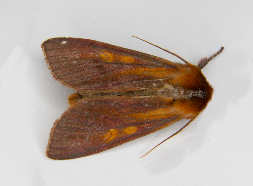 File:Ichneutica purdii.png
