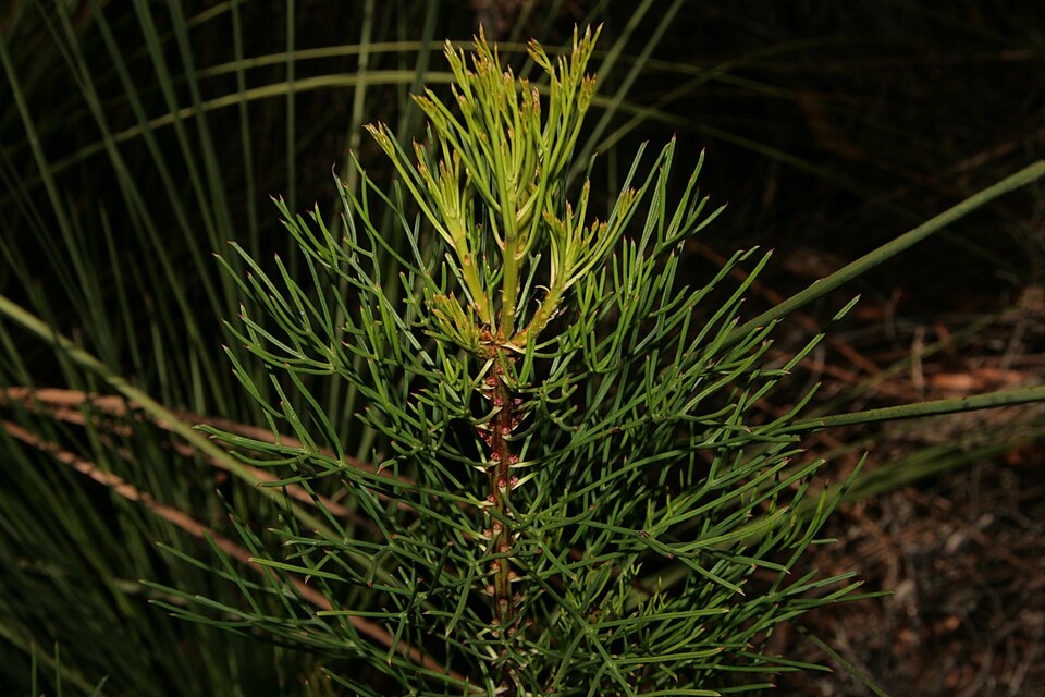 File:Isopogonanethng.JPG