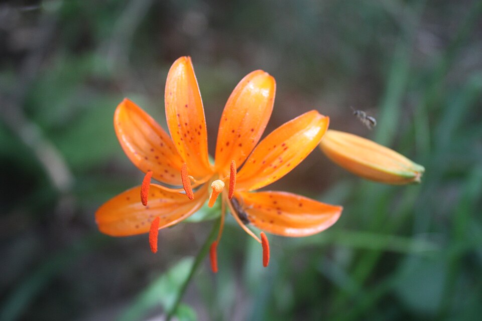 File:Lilium distichum MS3896.JPG