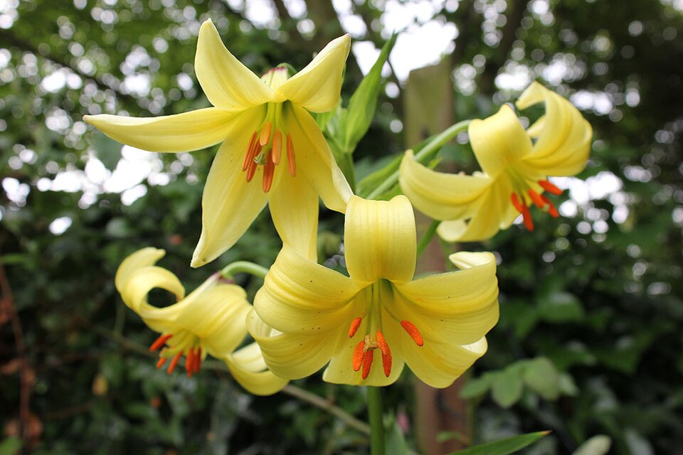 File:Lilium szovitsianum (9086604737).jpg