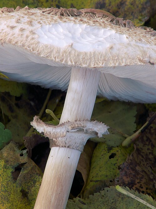File:Macrolepiota procera, grote parasolzwam (3).jpg