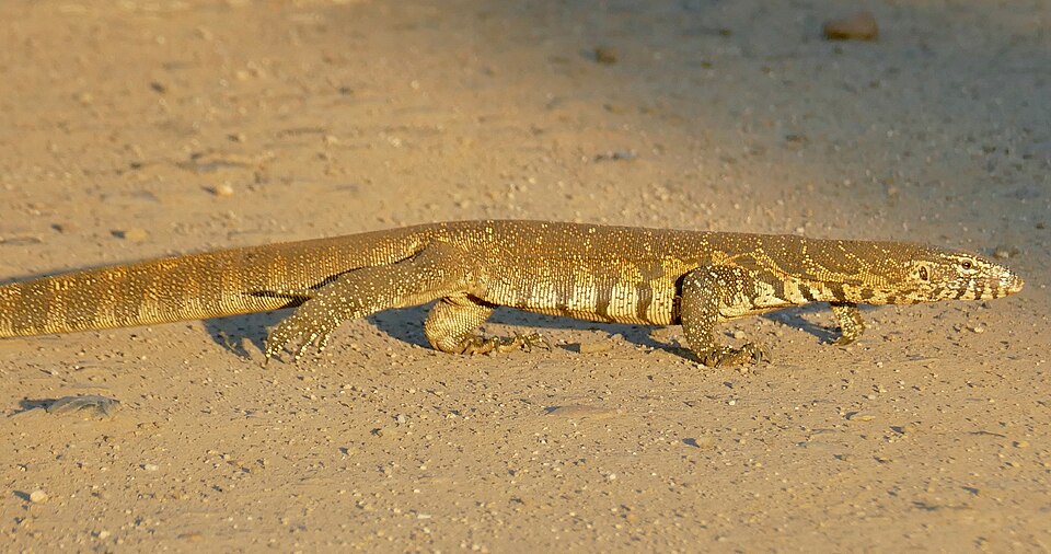 File:Nile Monitor (Varanus niloticus) (52495033179).jpg