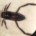 Notonecta uhleri, North Carolina