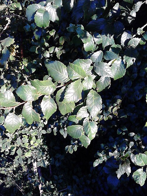 File:Possible Ulmus 'Myrtifolia'. Edinburgh (3).jpg