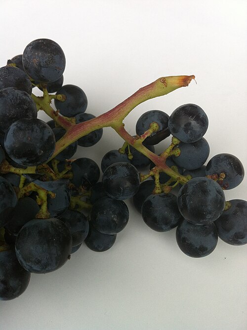 File:Winged cluster of Merlot.JPG
