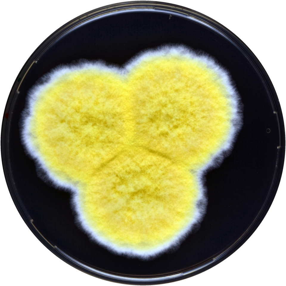 File:Aspergillus caperatus yes.png