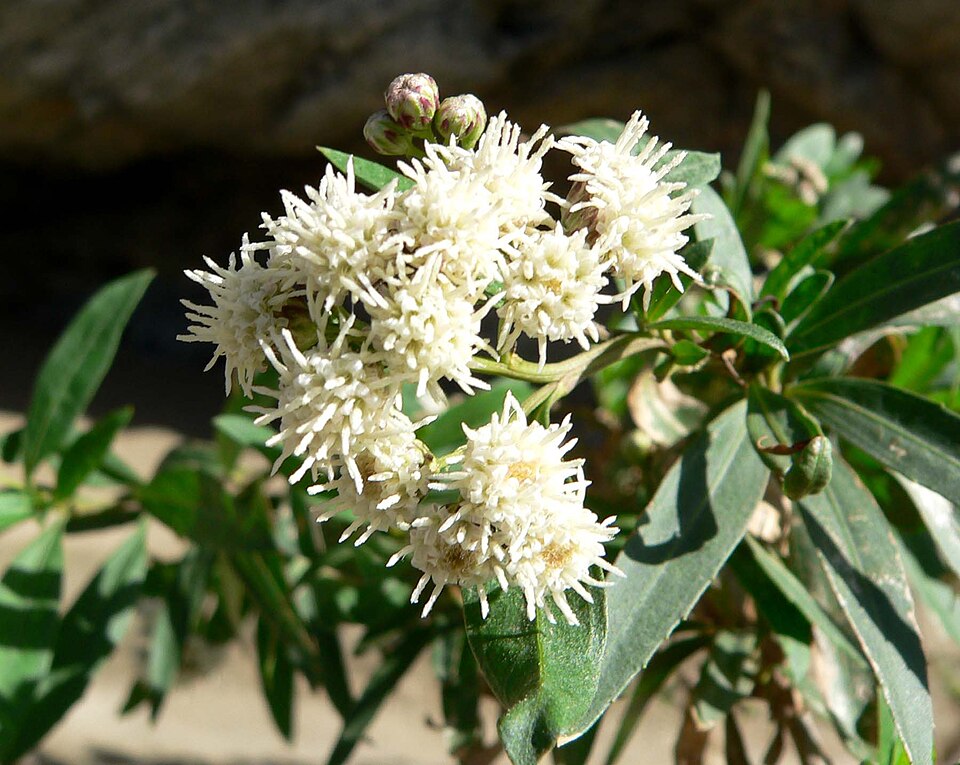 File:Baccharis salicifolia 1.jpg