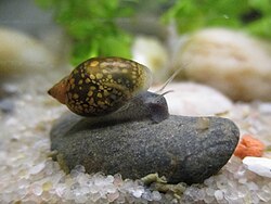 Physella acuta