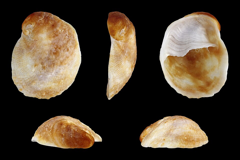 File:Bostrycapulus aculeatus 01.JPG